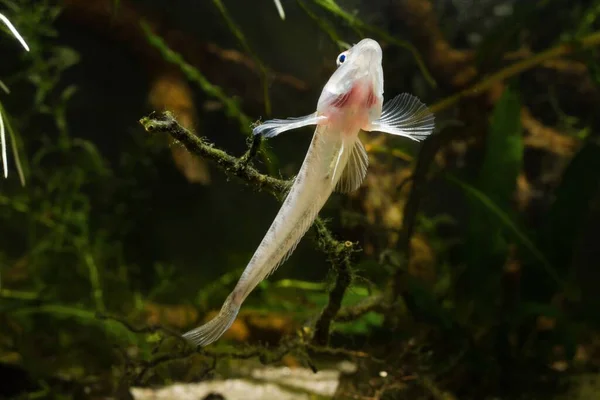 ゴビー 南部のバグ川ビオトープ水族館で面白い若い淡水魚 適応性が高く 珍しいペットの種は 空気を吸収するために表面に泳いで その腹とギルを示しています — ストック写真