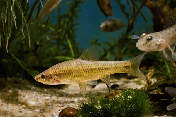 顶嘴信鸽 来自东方的具有侵略性优势的淡水鱼 生物水族馆的主人 适应性强的入侵物种成为欧洲河流的生态威胁 — 图库照片