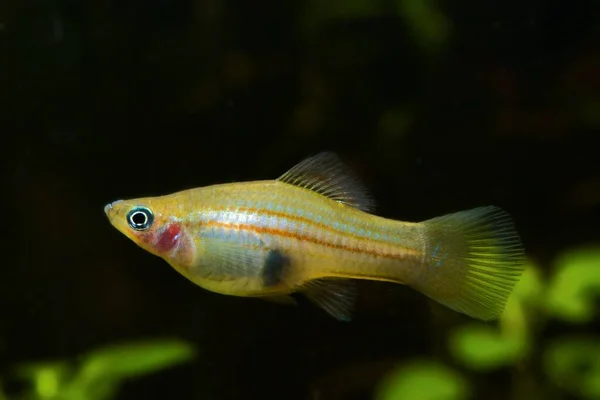 Yucatan Molly Wilde Natürliche Form Beliebter Süßwasser Handelsarten Aus Mexiko — Stockfoto