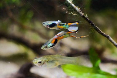 Tatlı su akvaryumu cüce balığı Endler guppy, Poecilia wingei, yetişkin erkekler dişiye kur yapıyor, doğa biotope akvaryumu algler ve sürüklenen dallarla