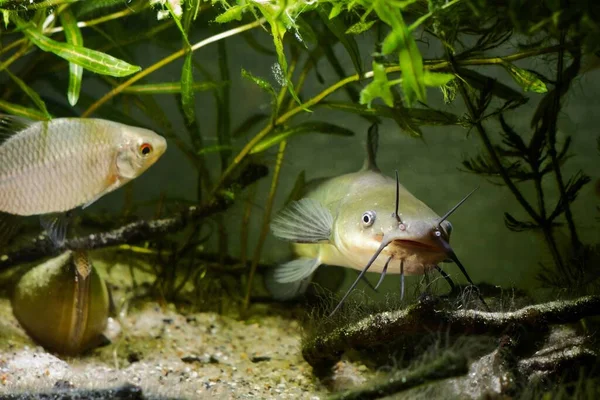 Juvenile Dangerous Freshwater Predator Channel Catfish Invasive Lord Ukrainian Temperate — Stock Photo, Image