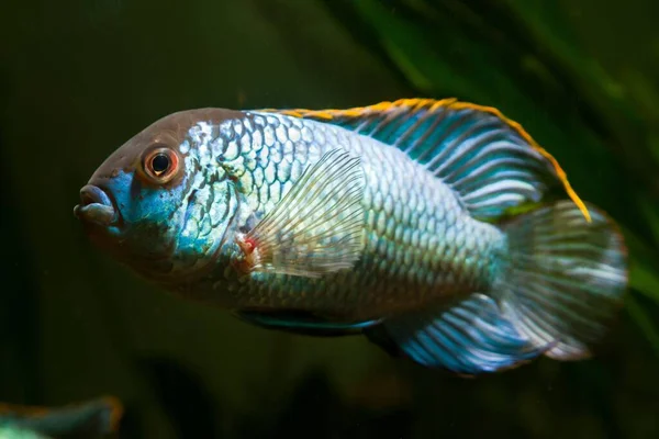 Young Spectacular Adult Male Nannacara Anomala Neon Blue Dwarf Neon — Stock Photo, Image