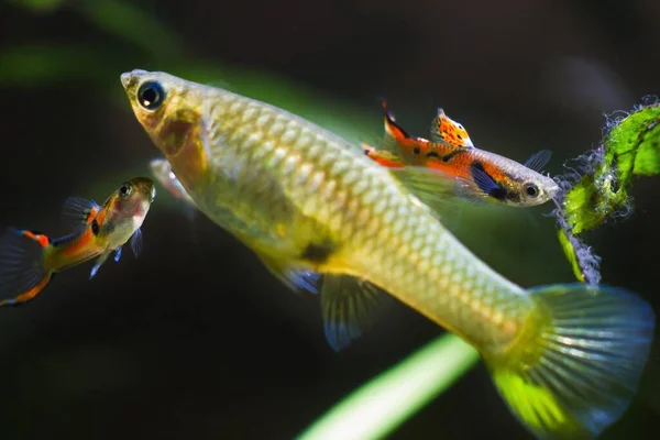 Unpretending Freshwater Dwarf Fish Endler Guppy Poecilia Wingei Adult Males — Stock Photo, Image