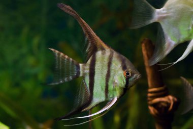 Genç melek balığı, yapay su ticareti vahşi Pterophyllum scalare cichlid doğal renklendirme, Güney Amerika kara su nehirlerinden popüler süs balığı doğada ekilen akvaryum