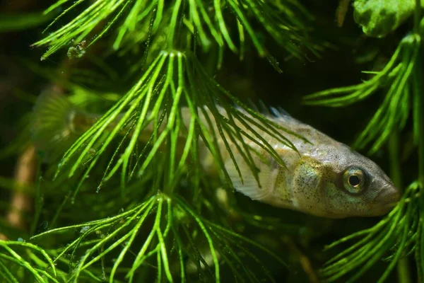 Ninespine Stickleback Pungitius Pungitius Прісноводна Дика Риба Одомашнена Європейському Біотопному — стокове фото