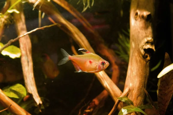 Young Curious Adult Female Bleeding Heart Tetra Wide Spread Blackwater — стокове фото