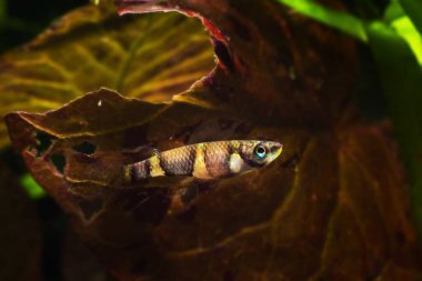clown killi or banded panchax, healthy adult female in bright coloration, popular freshwater ornamental fish in planted nature aquarium, shows his beauty, nano aqua design clipart