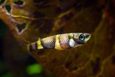 clown killi or banded panchax, healthy adult female in bright coloration, freshwater ornamental fish in planted nature aquarium, macro image, copy space dark background clipart