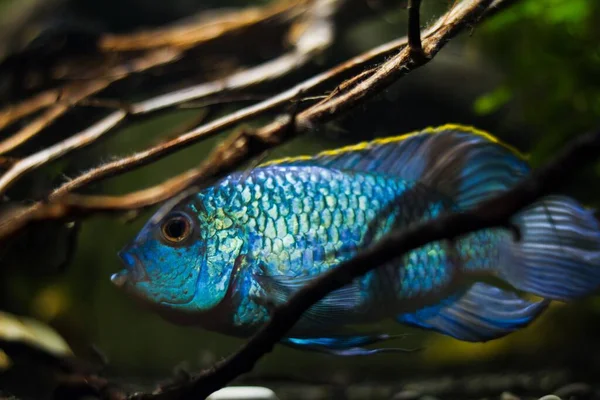 Nannacara Adult Male Hiding Driftwood Active Healthy Freshwater Cichlid Fish — Stock Photo, Image