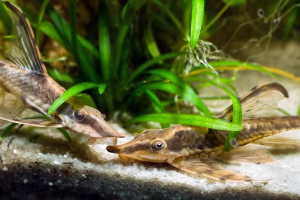 Sturisoma Panamense Pacífico Útil Rara Especie Devoradora Algas Agua Dulce —  Fotos de Stock