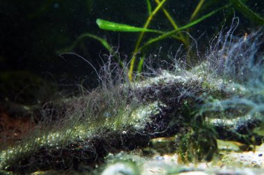 Staghorn Algleri, muhtemelen Compsopogon Sp. Doğal tatlı su biyo-akvaryumunun besin ve organik zengin sularında hızlı büyümek, düzeltilmesi gereken bir sorun.