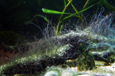 Staghorn Algae, possibly Compsopogon sp. fast grow in nutrient and organic rich water of planted natural freshwater biotope aquarium, problem to be fixed clipart