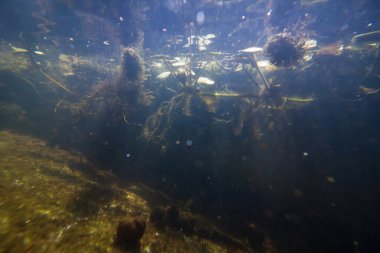 Hornwort ve yaygın kurbağa balığı sığ tatlı su nehrinde yüzer, kirli su tortu, organik parçacıklar ve alglerle doludur, güneşli bir yaz gününde, ekolojik tehdit kavramı