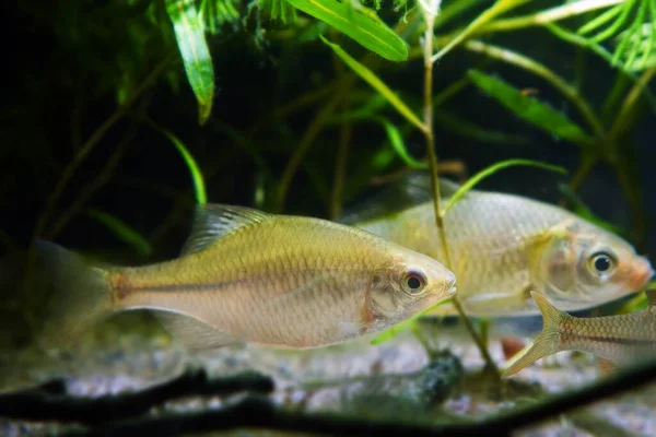 Kifejlett Nőstény Rhodeus Amarus Európai Vadon Élő Halak Élnek Békés — Stock Fotó