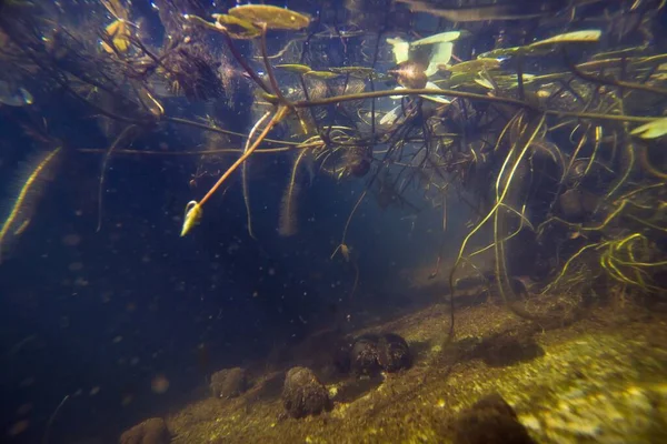 Avispón Rana Común Flotan Superficie Río Agua Dulce Poco Profunda — Foto de Stock