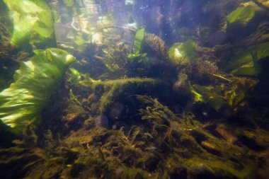 Temiz su ve yoğun bitki örtüsüyle sığ tatlı su nehri, sarı nilüfer, potamogeton ve hornwort hayatta kalır, alg ve tortuyla kaplıdır, ekolojik tehdit kavramı