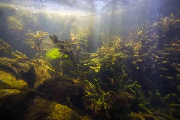 Gran Colonia Esponja Común Agua Dulce Alimentan Partículas Orgánicas Flotantes — Foto de Stock