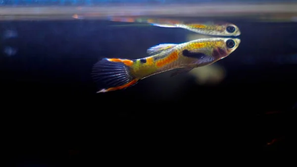 Tatlı Akvaryumu Cüce Balığı Guppy Endler Yüzeyindeki Genç Yetişkin Erkek — Stok fotoğraf