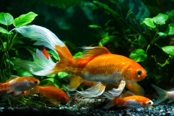 Koi Aranyhal Kereskedelmi Vízi Kereskedelem Fajta Vad Carassius Auratus Ponty — Stock Fotó