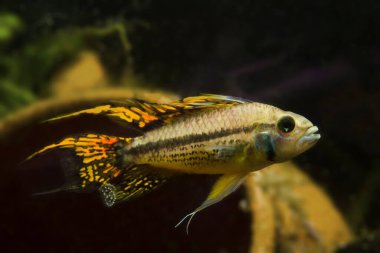 Yetişkin erkek Apistogramma Cacatuoides, popüler tatlı su cücesi cichlid, güçlü ve agresif türler, düşük açık deniz asidi habitatı