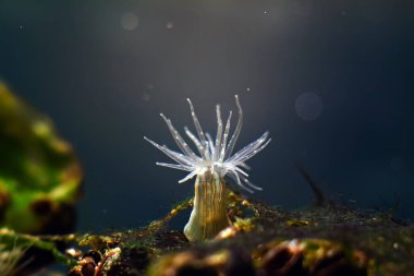 turuncu çizgili deniz şakayığı, muhtemelen Diadumene lineata, alışılmadık deniz yaratığı, zehirli dokunaçları olan saldırgan ölümcül yırtıcı Karadeniz tuzlu su biyo-akvaryumunda ışığa doğru eğiliyor.