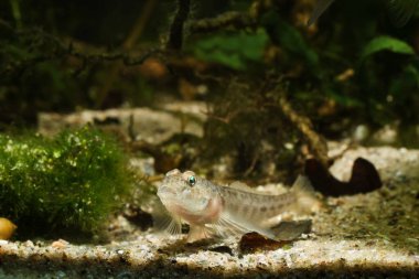 Maymun goby, komik çocuk tatlı su balığı, Güney Böceği nehir biyo-akvaryumuna dikkatlice bakıyor, son derece uyumlu, aktif ve meraklı istilacı türler.