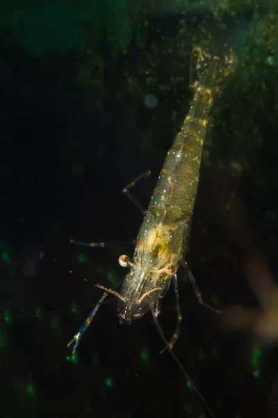 Gamberetti Acqua Salata Acquario Biotopo Marino Della Zona Litorale Del — Foto Stock