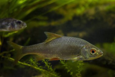 common roach and blurred Eurasian ruffe, scientific research of aggressive species coexistence, captive wild freshwater fish, European river planted biotope aquarium, LED low light, blurred background clipart
