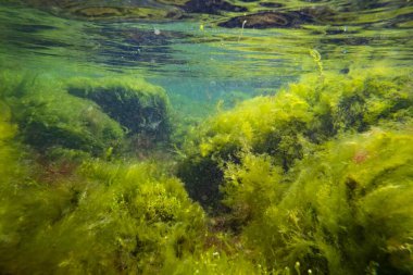 Cladophora, Bryopsis, laminar akışında Ulva yeşil algleri oksijenat, düşük tuzluluk Karadeniz biyopostu, littoral bölge şnorkel, güneşli su yüzeyi yansıması, fırtına havası yırtık alg karışıklığı, sığ nokta