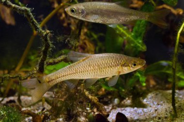Taş moroko, doğudan vahşi agresif baskın tatlı su balığı, esir tutulabilir soğuk su hepçilleri, Avrupa nehri biotope akvaryumu, su bitkisi, LED düşük ışık, bulanık arka plan