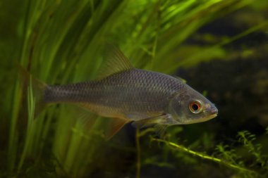 Esir alınmış hepçil vahşi tatlı su balığı ortak hamamböceği, Avrupa nehri biotope akvaryumu, adapte edilebilir soğuk su yükü, burunlu su bitkisi türleri, LED düşük ışık, bulanık arkaplan