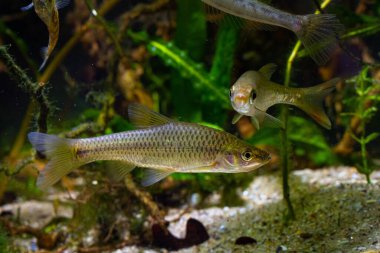 Üst ağız güvercini, Doğu 'dan vahşi saldırgan baskın tatlı su balığı, esir tutulabilir soğuk su hepçilleri, Avrupa nehri biotope akvaryumu, su bitkisi, LED düşük ışık, bulanık arka plan