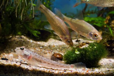 Taş moroko, maymun goby, yaygın hamamböceği, Doğu 'dan vahşi agresif tatlı su balığı, esir soğuk su hepçilleri, Avrupa nehri biyo akvaryumu, su yosunu, LED düşük ışık, bulanık arka plan