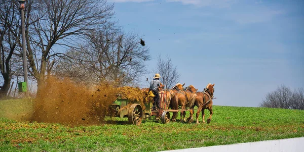 Amish çiftçi çekerek atları ile erken baharda çiftlik gübreleme