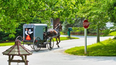 Amish at ve güneşli bir günde yola Buggy