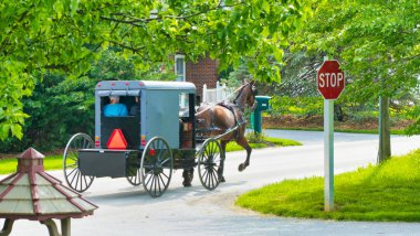 Amish at ve güneşli bir günde yola Buggy