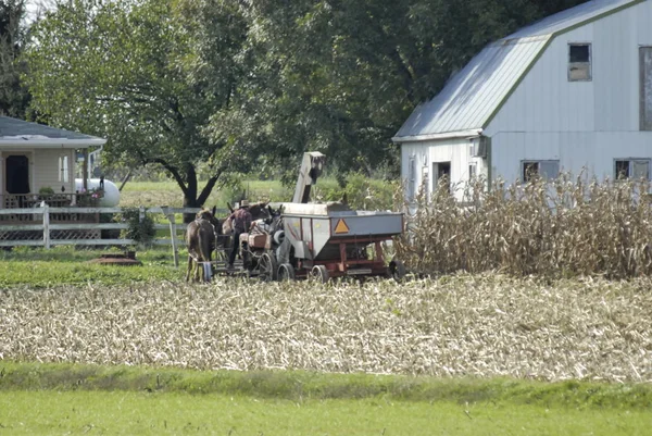 Amish Αγρότης Συλλέγοντας Πτώση Καλλιέργειας — Φωτογραφία Αρχείου