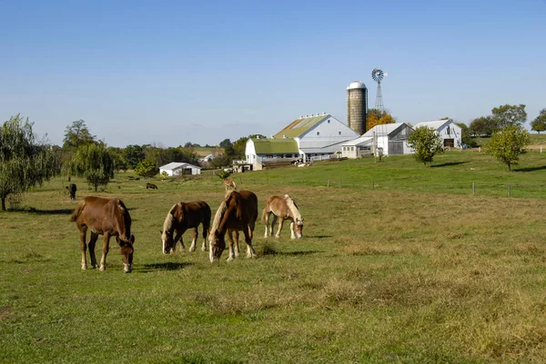 Konie Jedzenia Polach Amish Farm Słoneczny Dzień — Zdjęcie stockowe