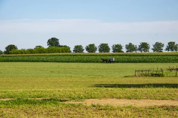 Amish at ve adamcağız eve bir yaz gününde