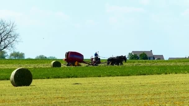 Amish Αγρόκτημα Εργαζόμενος Θέρισμα Των Αγρών Παλιό Και Νέο Εξοπλισμό — Αρχείο Βίντεο