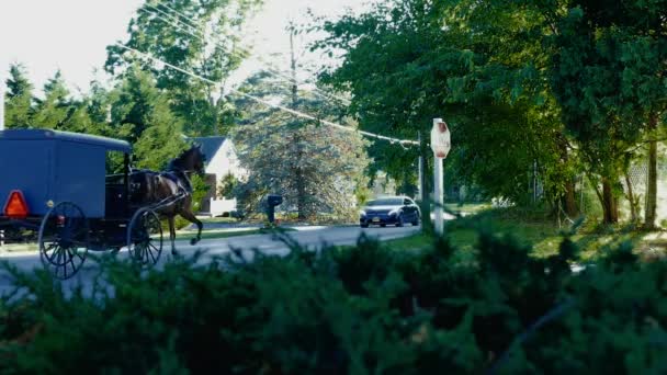 Amish Farm Worker Colheita Dos Campos Com Equipamentos Antigos Novos — Vídeo de Stock