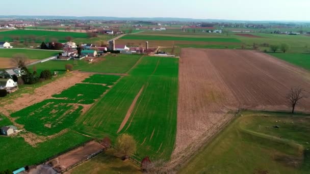 Amish Farmarbeiter Bei Der Ernte Der Felder Mit Alten Und — Stockvideo