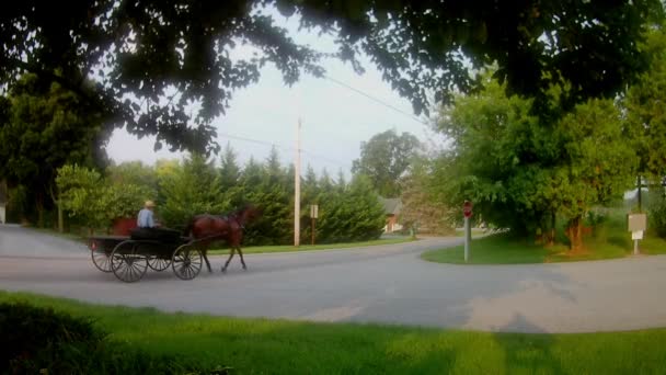 Amish Tipo Transporte Amish Cavalo Vagão Plano — Vídeo de Stock