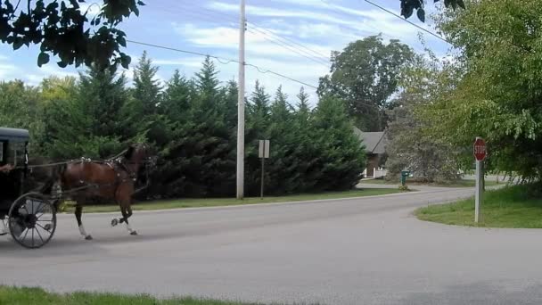 Amish Μεταφοράς Τύπου Άλογο Και Buggy Τροτ Κατά Μήκος Μια — Αρχείο Βίντεο