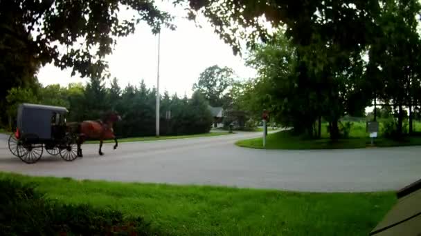 Tipo Transporte Amish Caballo Abierto Buggy Lluvia — Vídeos de Stock