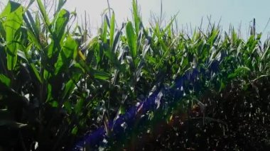 Amish Mısır alanları bir geç gün yaz hasat için neredeyse hazır