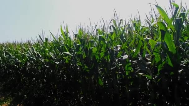 Campos Milho Amish Quase Prontos Para Colheita Final Dia Verão — Vídeo de Stock