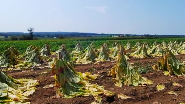 アマン派のタバコ畑収穫後期夏の日に昔の方法をされています — ストック動画