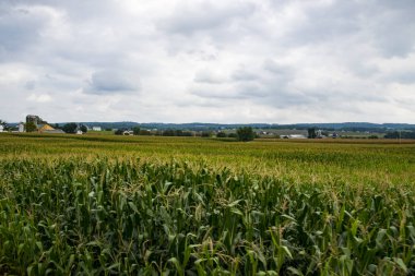 Hasat için güneşli bir yaz günü bekleyen alanları Mısır