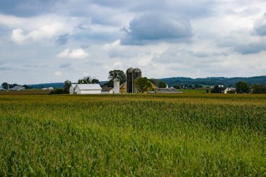 Hasat için güneşli bir yaz günü bekleyen alanları Mısır